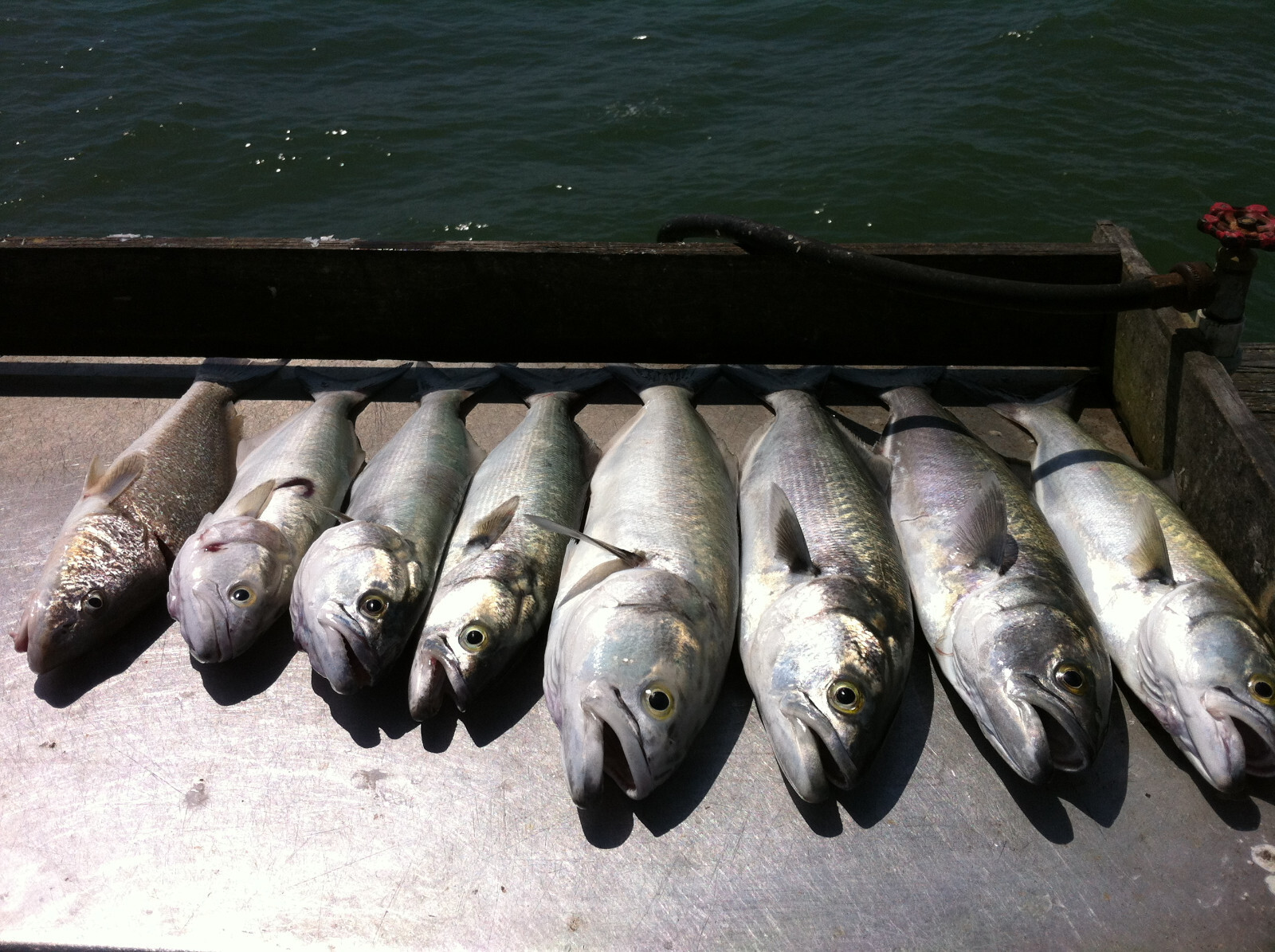 Surf Fishing Rigs, Hi-Low Rigs, The All Out - Catch All Package 17 Pompano Rigs