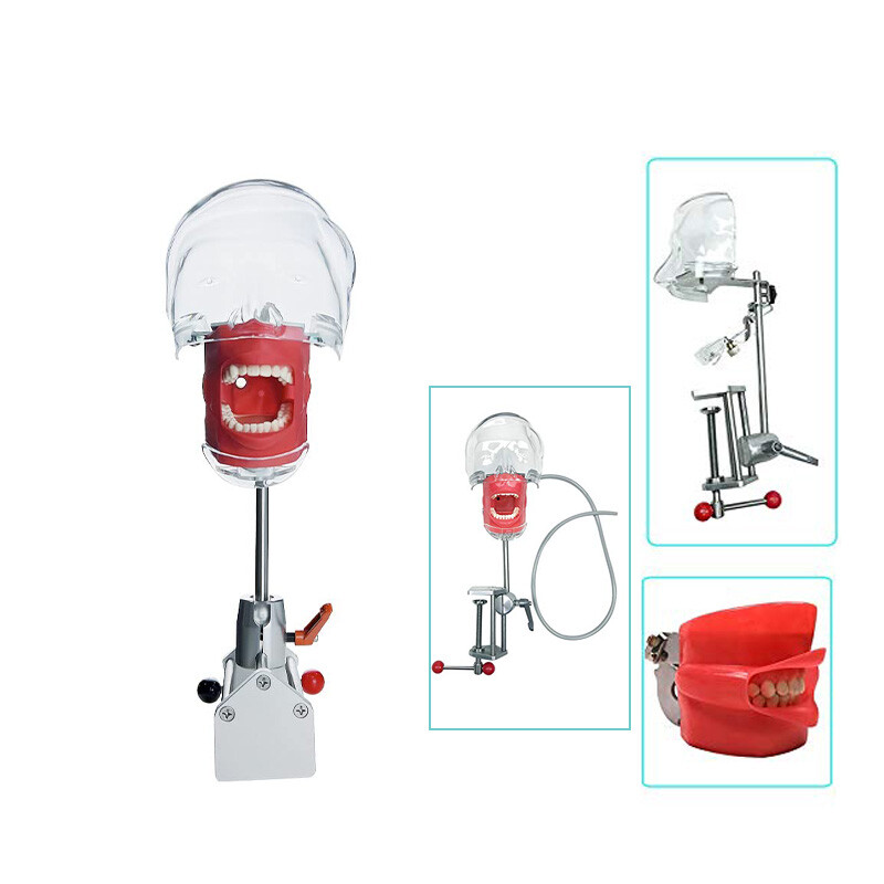 Dental Simulator Phantom Head for Dentist Education Teaching Practicing OralMold
