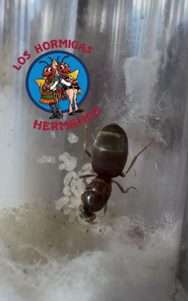 Lasius Neoniger  Tutorial - Queen Ant Specimen - Insect Feeder and Specimen