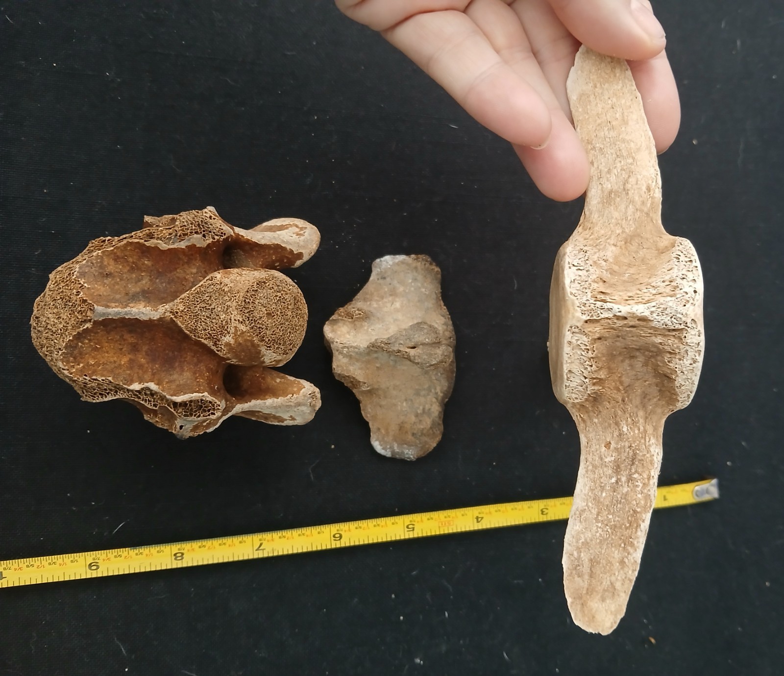 Three vertebrae fossil pieces (whale?) - five inches - Louisiana FREE SHIPPING