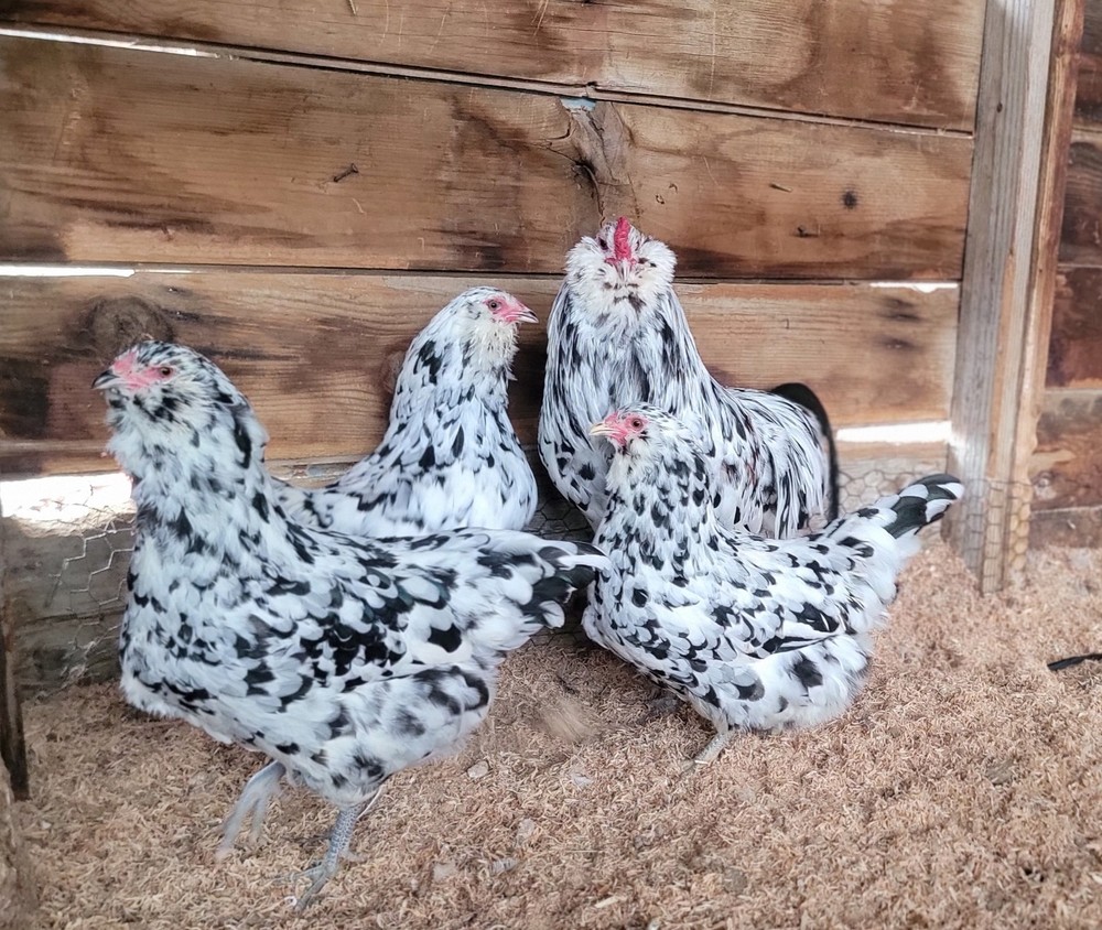 🥚✨ Ermine Ameraucana Hatching Eggs – 1 dozen ✨🥚