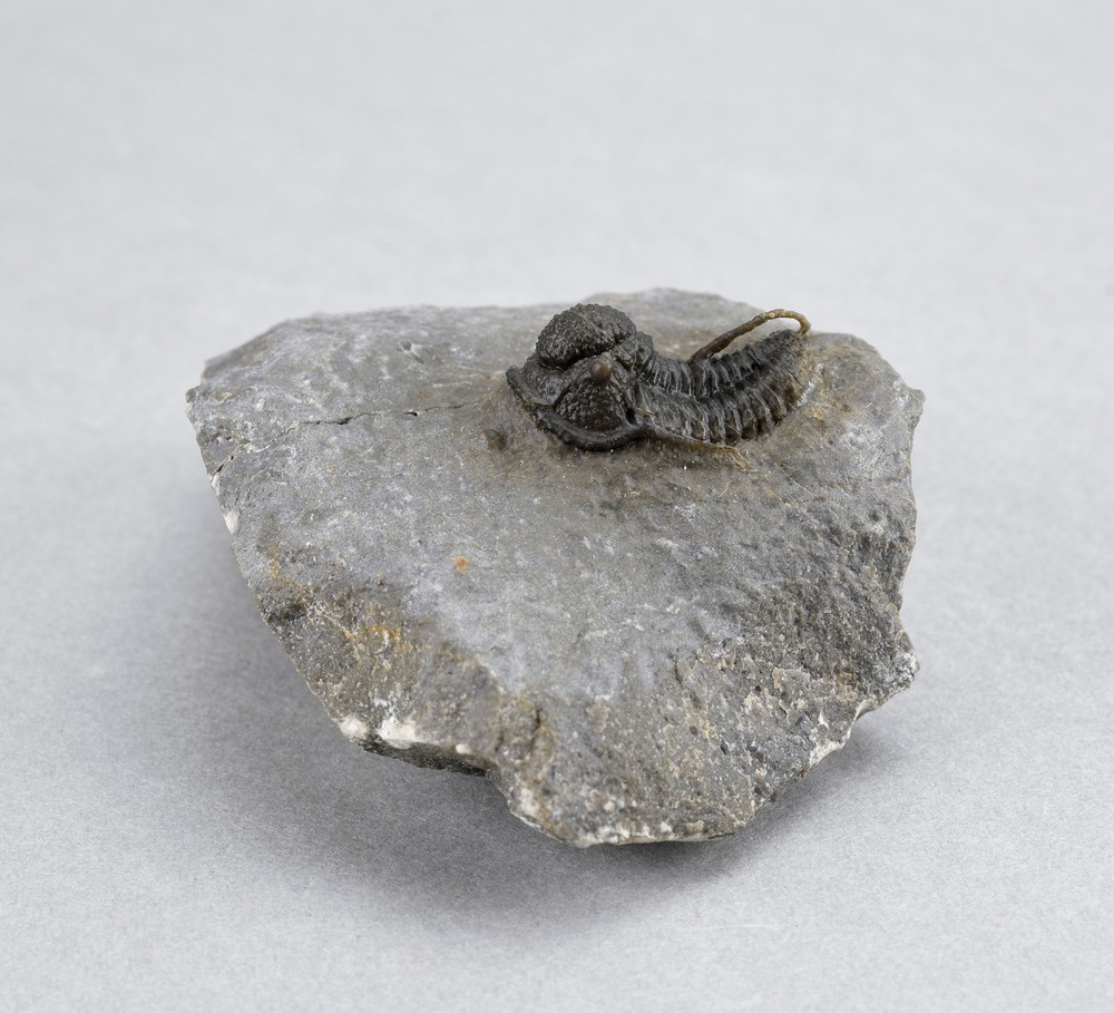 Fine trilobite Cyphaspis sp.
