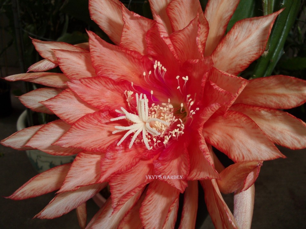 Epiphyllum " ROYAL HEIR " Cutting