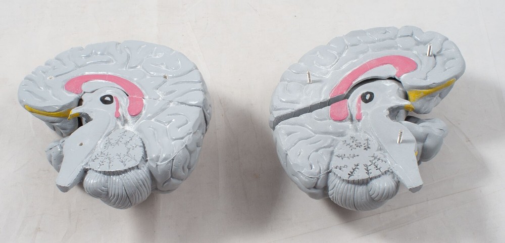 Anatomical Human Brain Model 3D Educational Teaching Tool