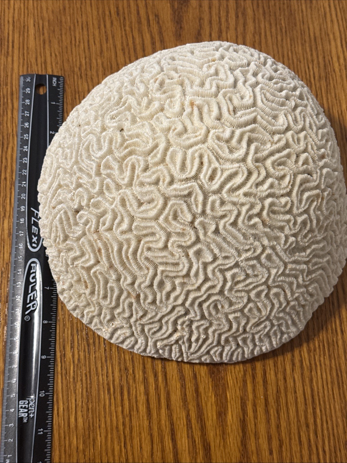 Large Natural Brain Coral Vintage Salt Water Fossil Heavy 9.12 lbs, 9" wide