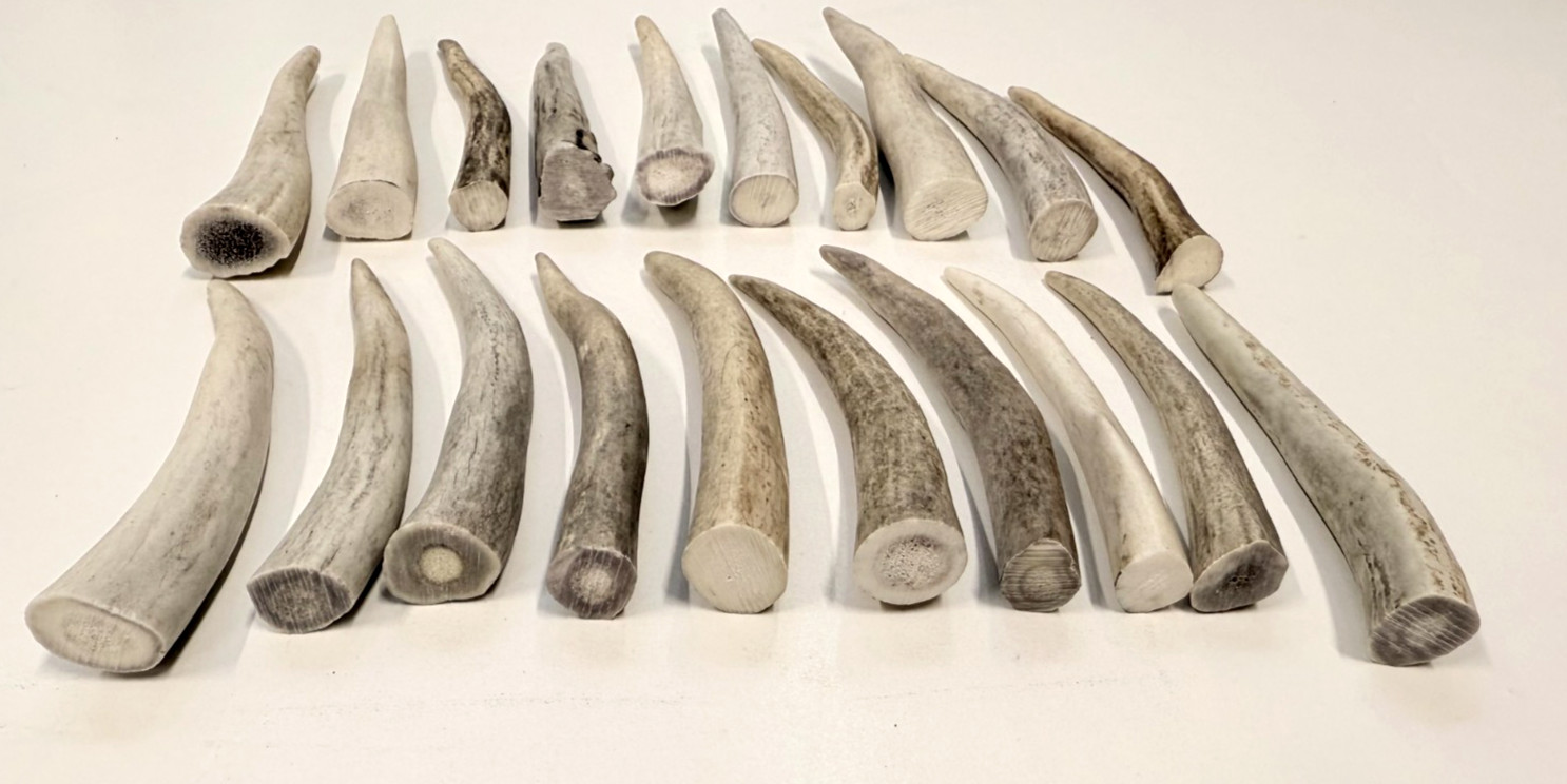 Deer Antler Tips (4"), Rustic Ornaments, Natural Jewelry Supplies (10 pc)