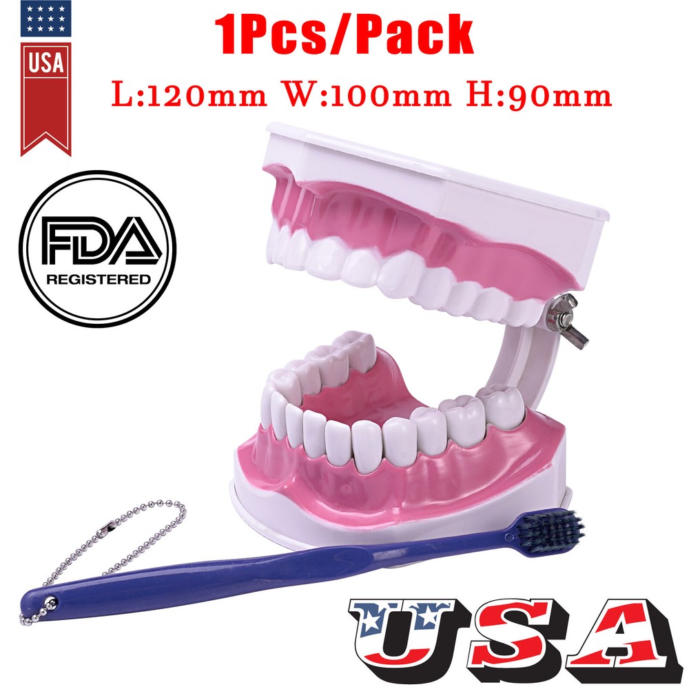 Dental Typodont Demonstration Model Removable 28 Teeth 2 Time Large Study Model