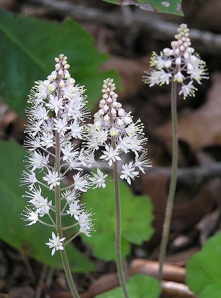 Foamflowers Tiarella Cordifolia Bare-root