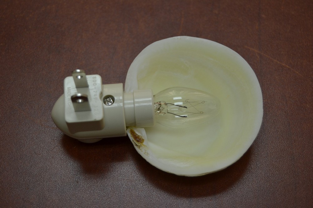 CODACKIA TIGERENA SEA SHELL NIGHTLIGHT