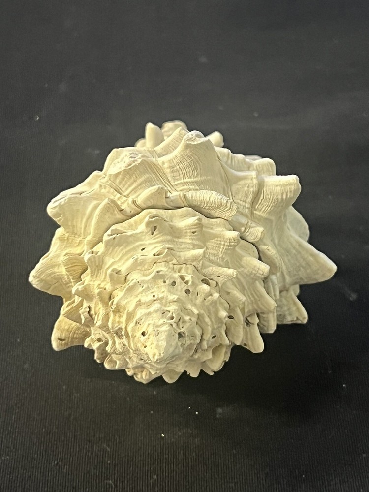 EXTINCT Fossilized VASE Shell From Central Florida, Pliocene Era.