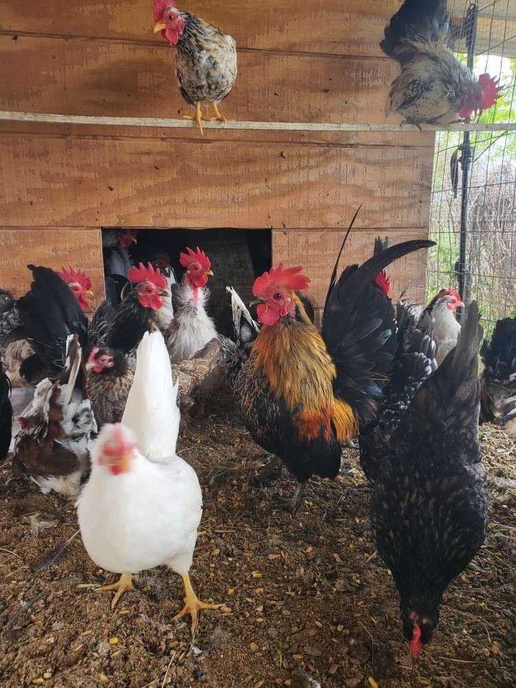 12 Clean Serama Hatching Eggs, Micro, A & B Types / Malay/Trad