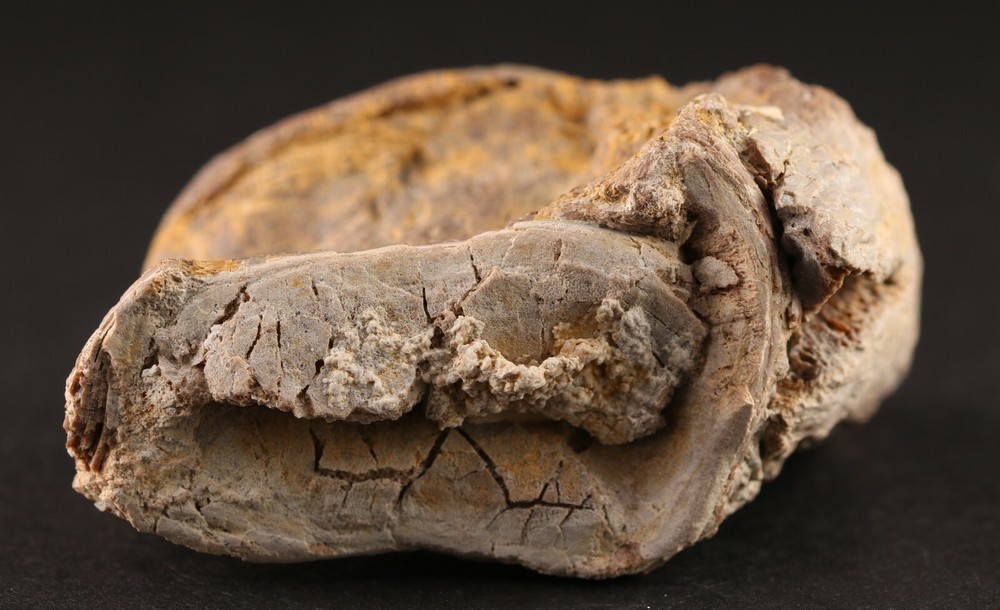 Fossil Fish Xiphactinus Large Vertebra Certaceous Kansas COA #3314