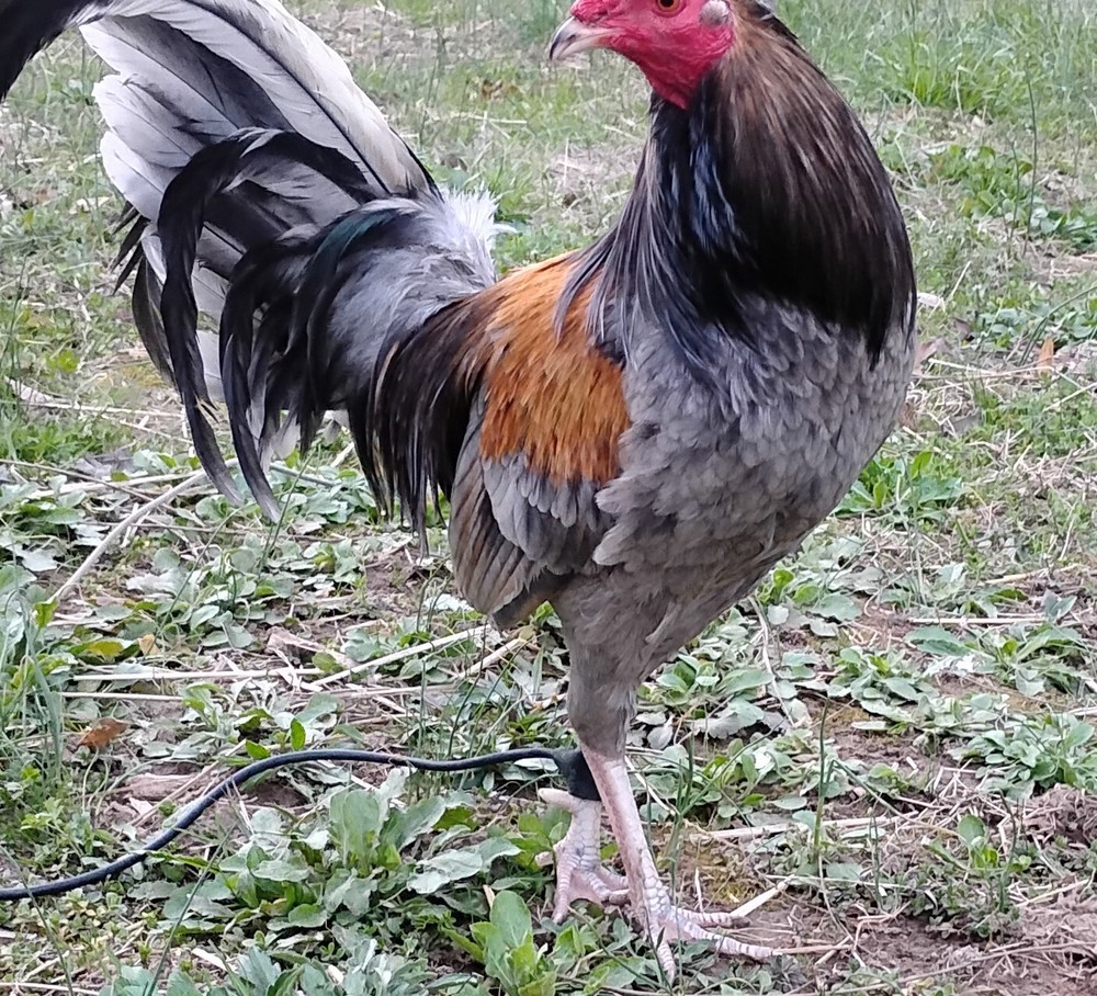 KY Blue * Hatching Eggs * 10 + Firitle Eggs