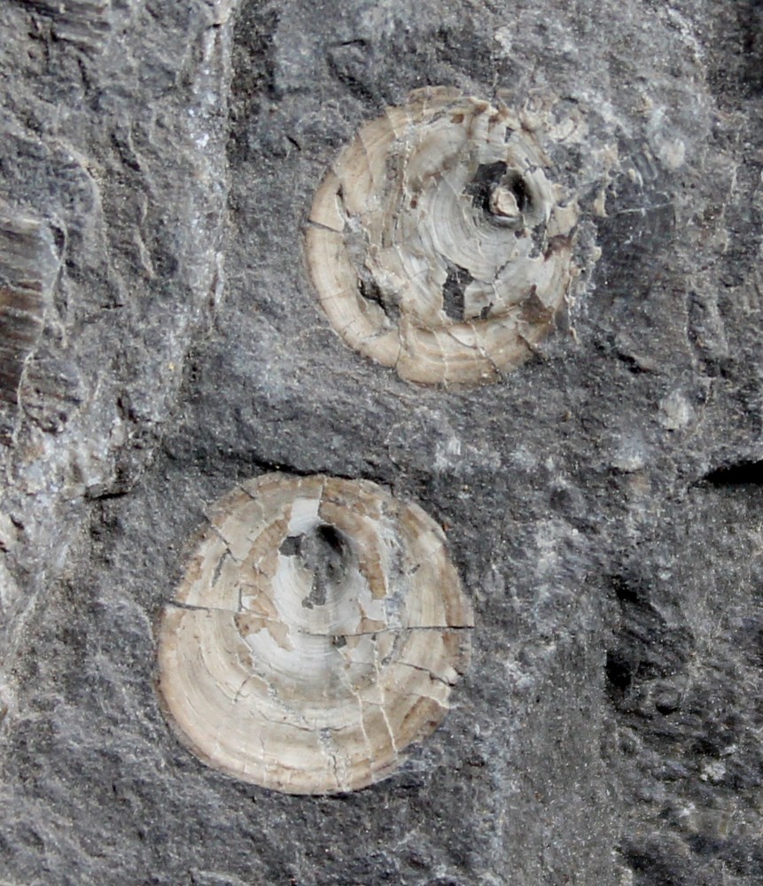 Orbiculoidea - Rare Devonian inarticulate brachiopod