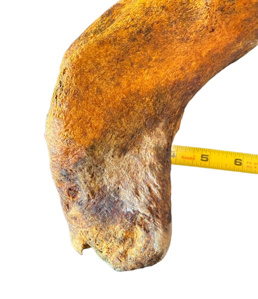Large, Heavy Fossilized Whale Bone