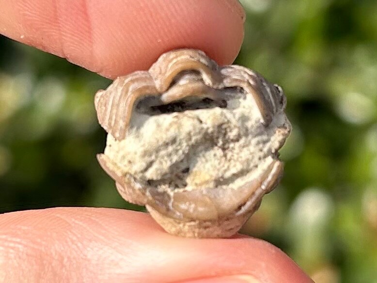 NICE Oklahoma Fossil Trilobite Paciphacops sp. Devonian Bug Bois D’Arc Formation