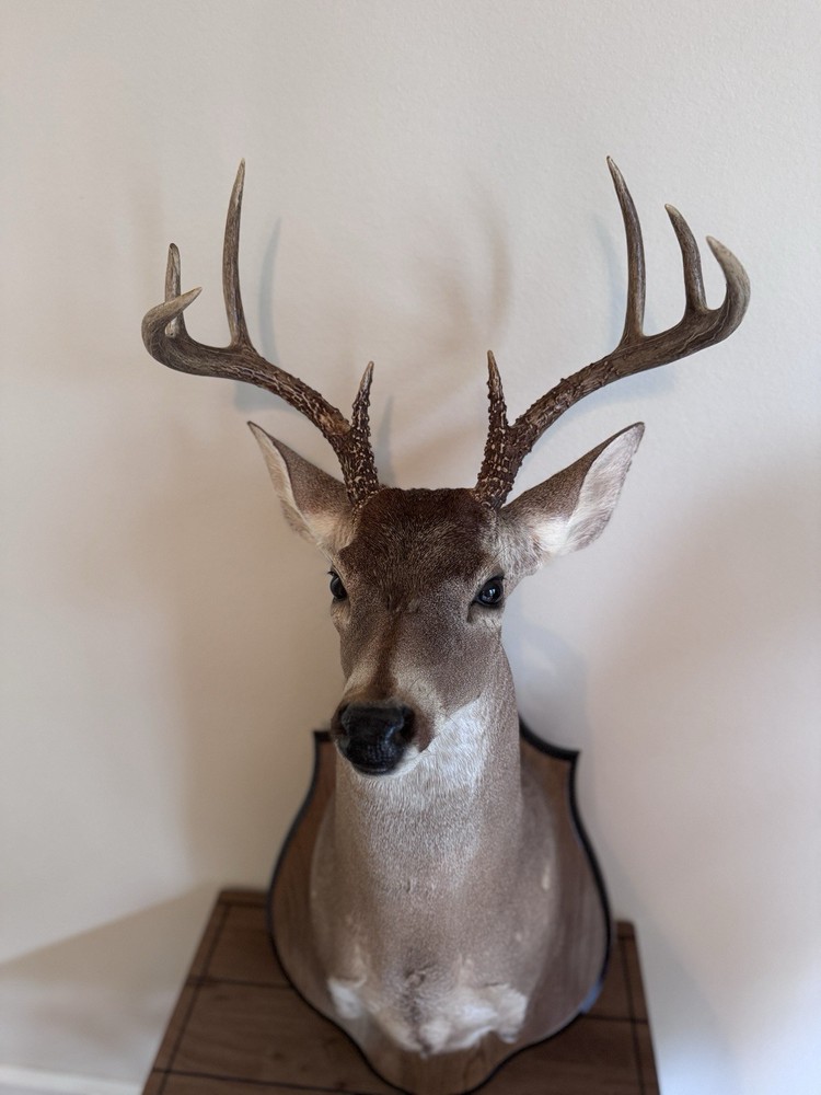 Deer Head Wall Mount with Wooden Base