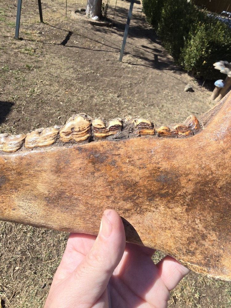 Nice Horse Jaw !