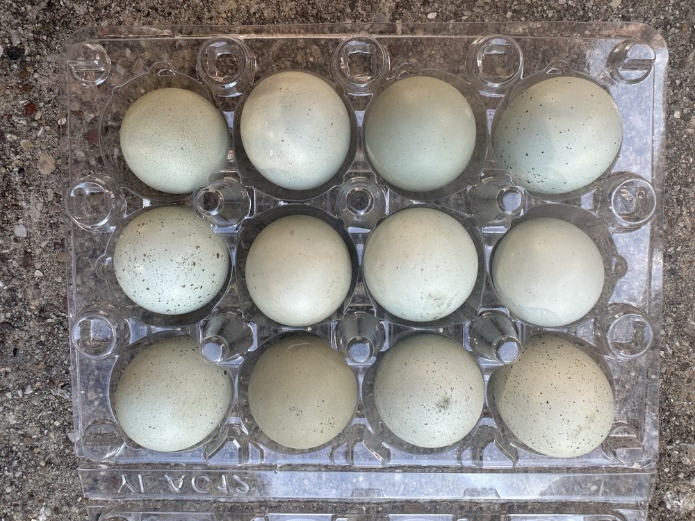 7+ Olive Celadon Coturnix Quail Hatching Eggs