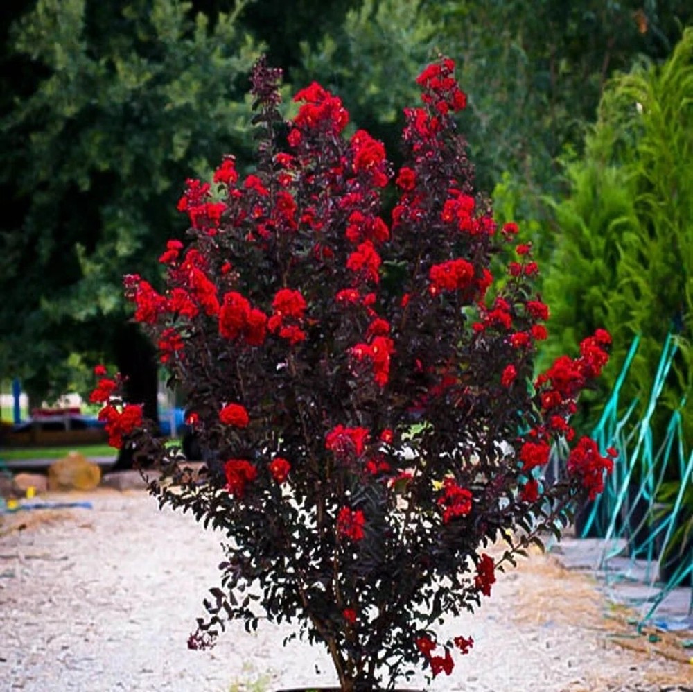 Ruby Thunderstruck  Crape Myrtle Starter Lagerstroemia  Rooted "STARTER" Plant