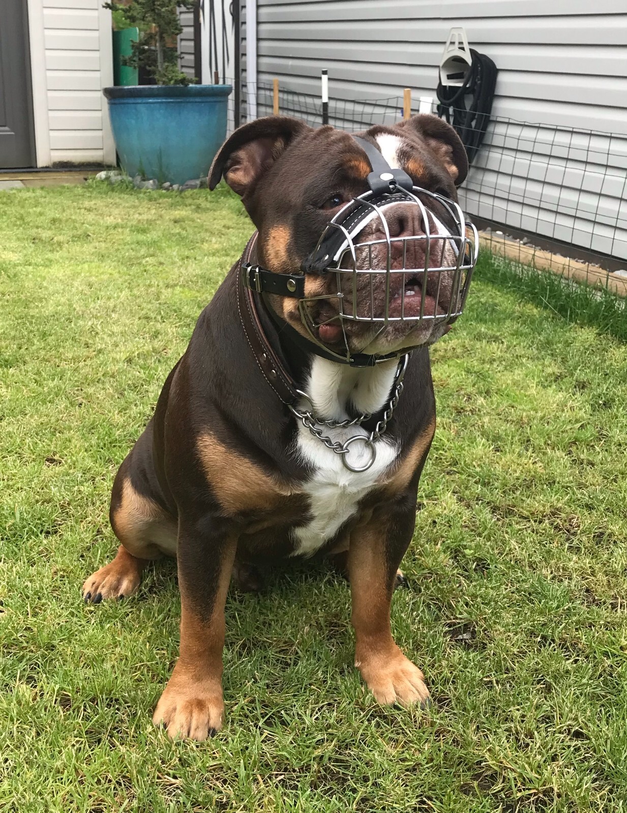 Strong Dog Muzzle Metal Wire Basket Olde English Bulldogge American Bully Pocket