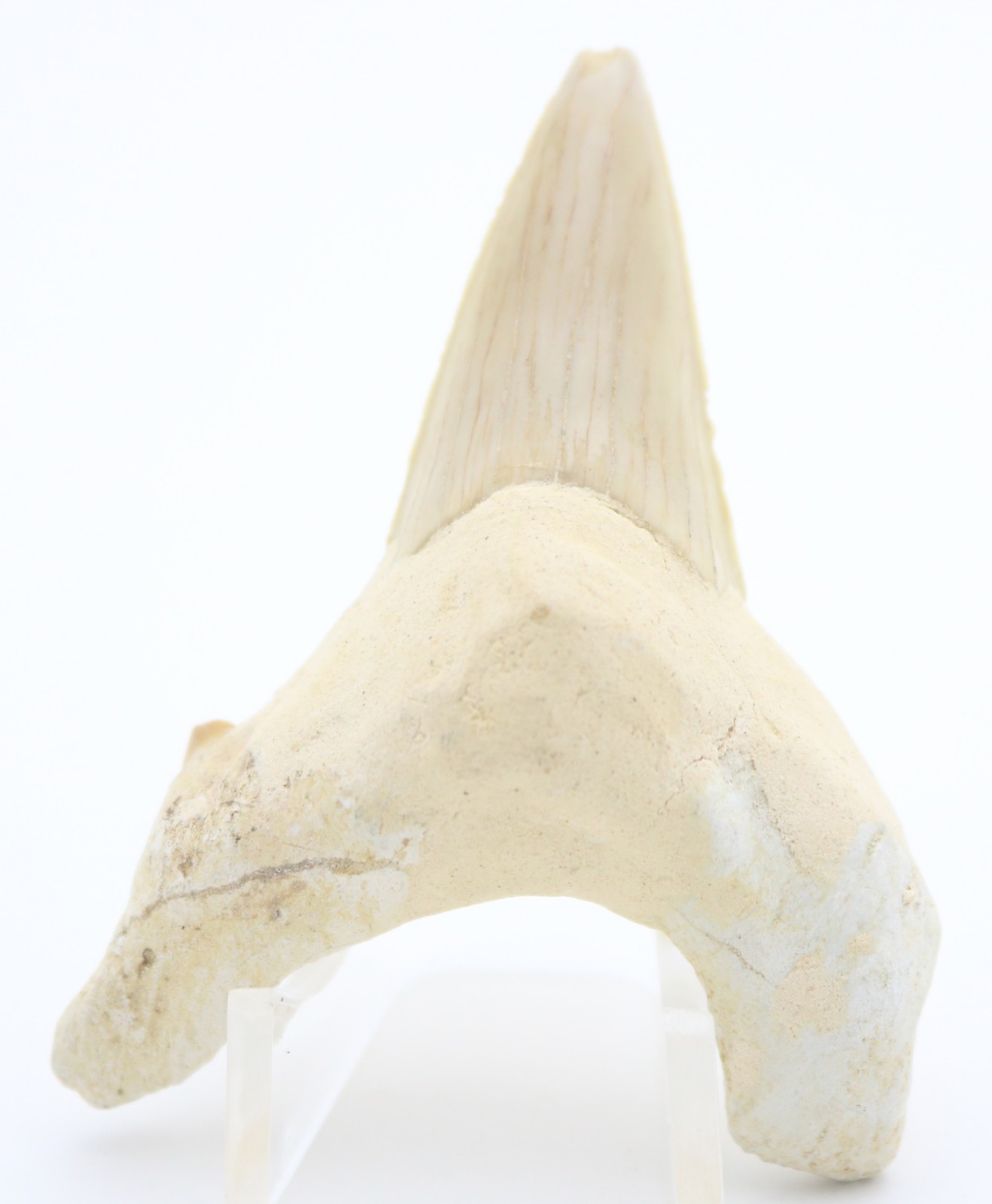 Large FASCINATING Fossil SHARK Otodus Obliquus TOOTH Fossilized Specimen