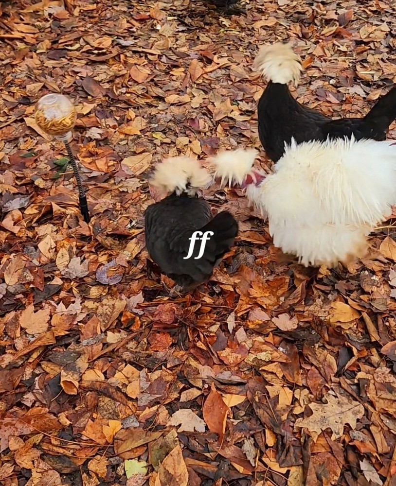 12 Polkis Hatching Eggs