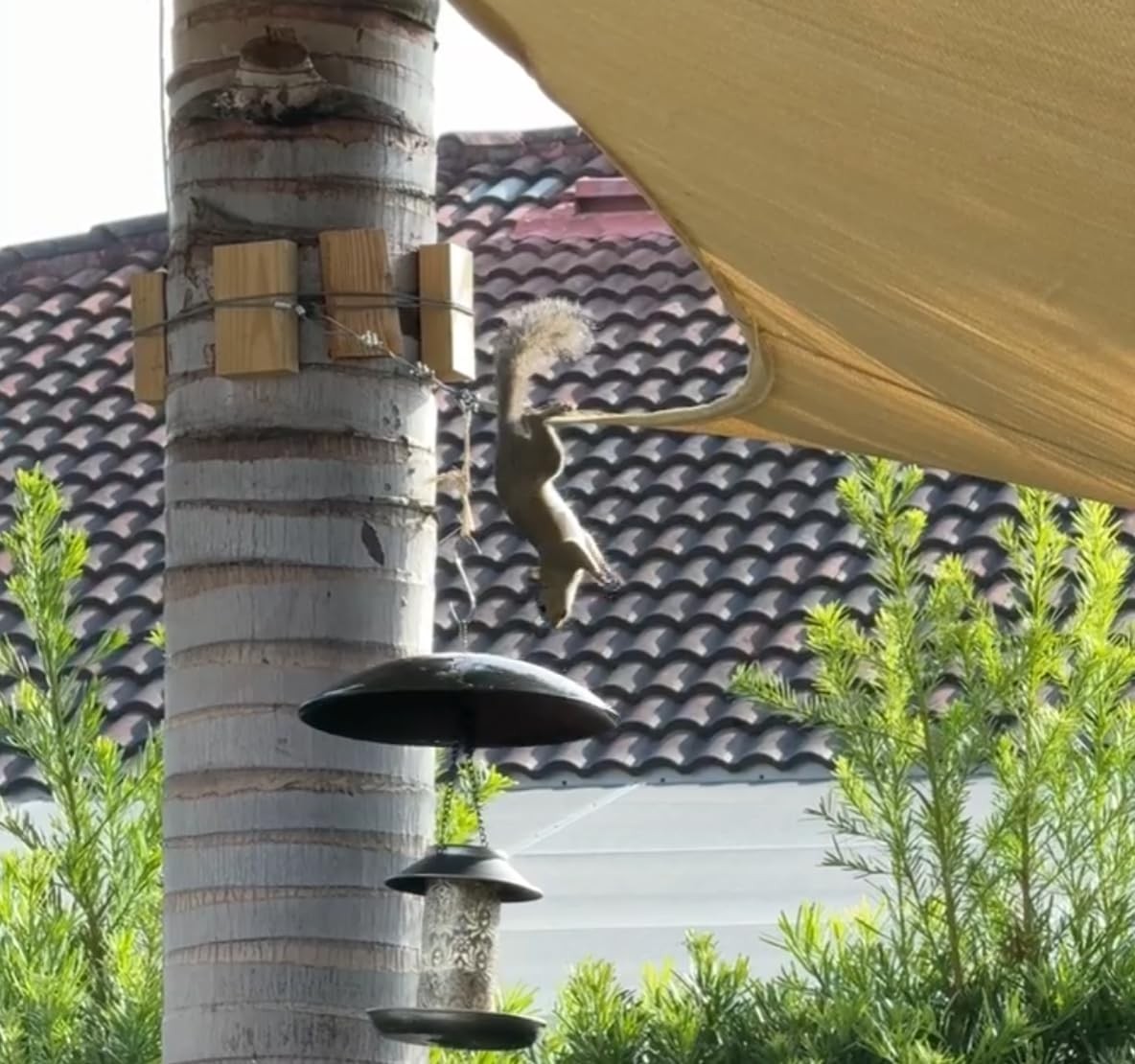 13" Bird Feeder Rain Guard, Hummingbird Feeders Shade Dome 1 Pack, Black