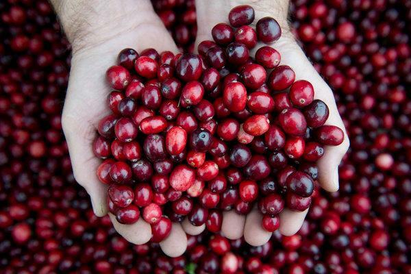 natural antioxidant - CONCENTRATED CRANBERRY 50:1 - decrease inflammation 3B