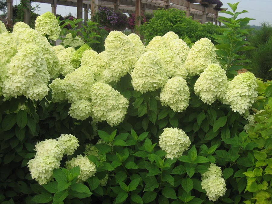Limelight Panicle Hydrangea - Live Plant - ( 1 QT )