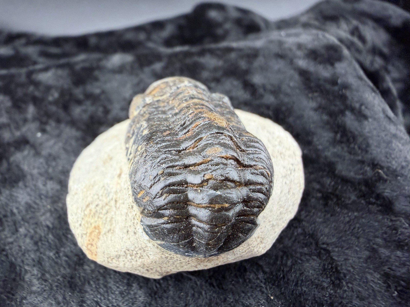 Trilobite Fossil in Sandstone Matrix from Morocco. 50 g.