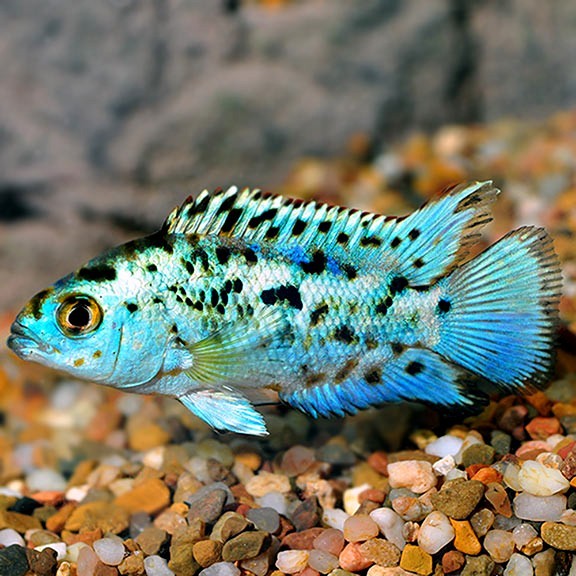 4-Pack Electric Blue Jack Dempsey – Live Colorful Freshwater Cichlid Fish