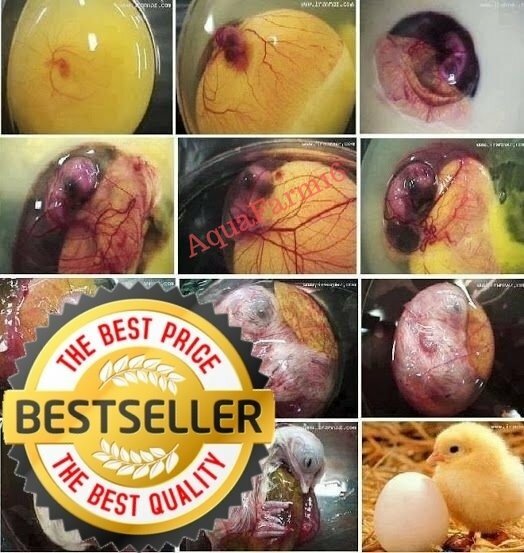 Hatching egg spray,🔥Increase Hatch Rate! 🐣1 Pk Hatching Egg Spray 🐥🌺