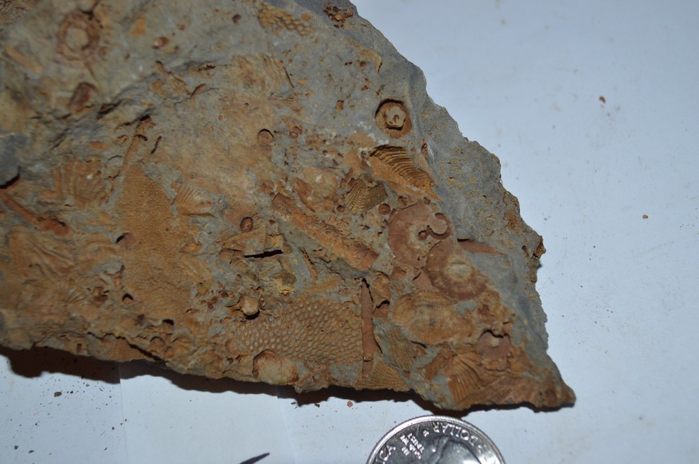 FOSSIL WITH BRACHIOPODS PRINTS ( 45, 22F)