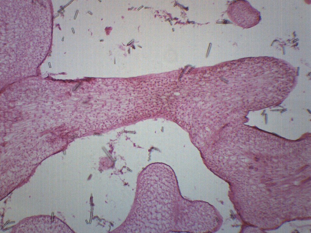 Grantia - Prepared Microscope Slide - 75x25mm - Eisco Labs