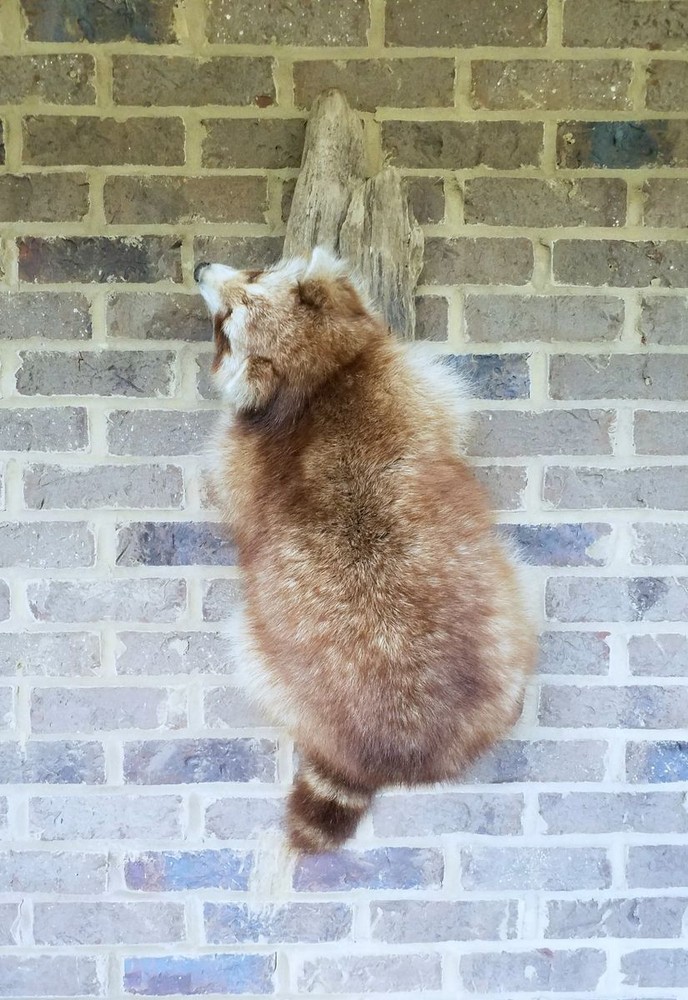 Unique Copper Colored Raccoon - RARE