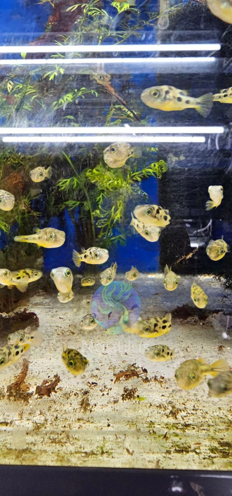 Dwarf Pea Puffer (Carinotetraodon travancoricus) - Live arrival! We combine ship