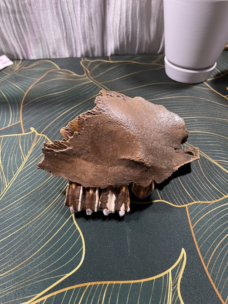 Historic Bison Jaw