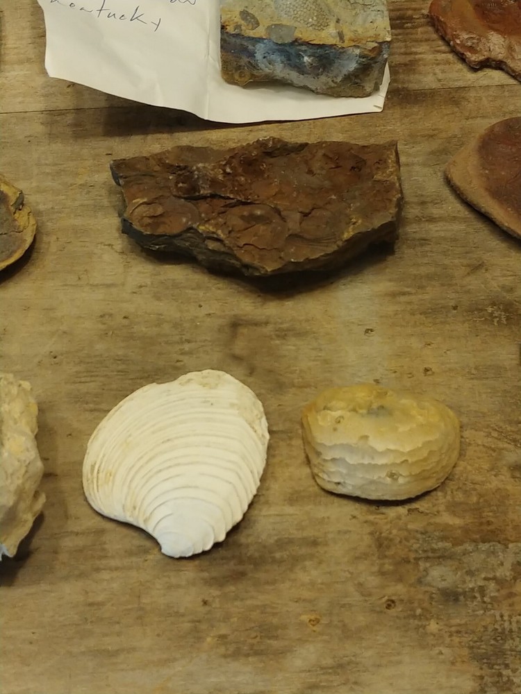 Fossil Lot 34 Total Pieces