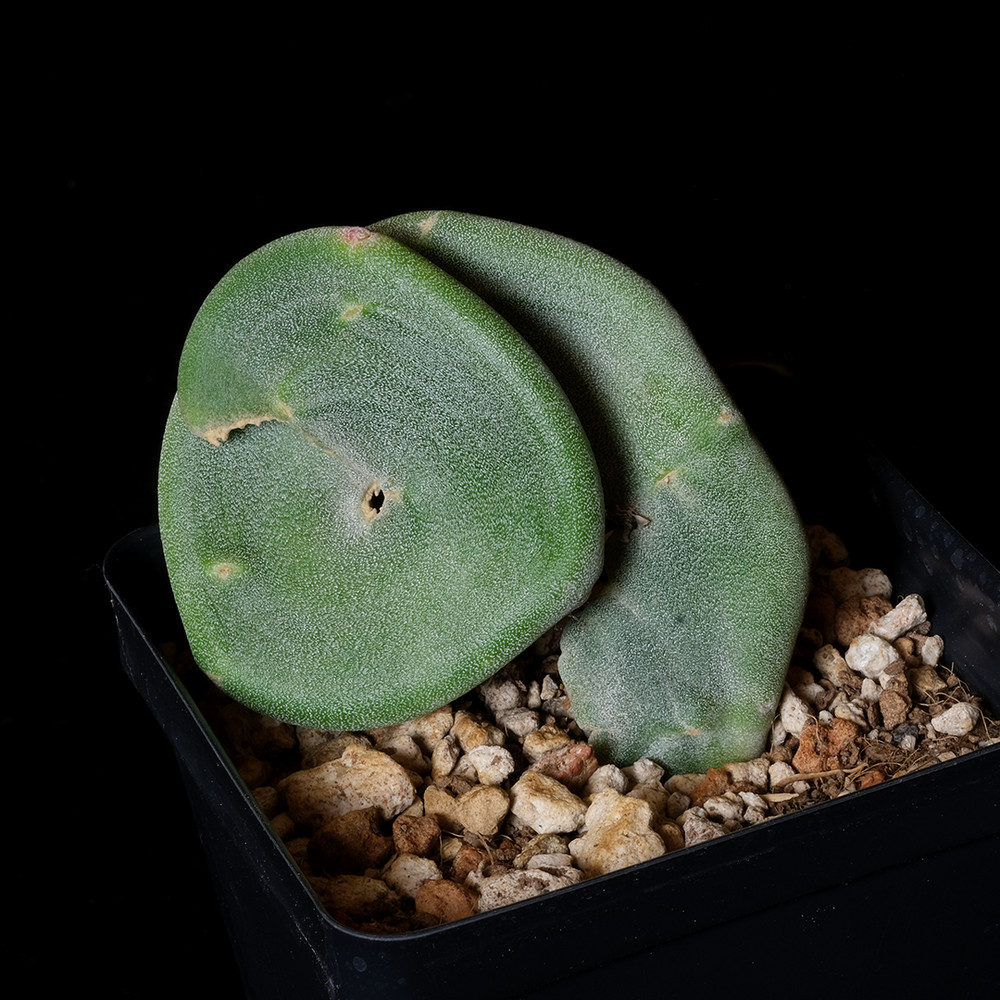 Pedilanthus macrocarpus crest - 3.25" pot - Succulent