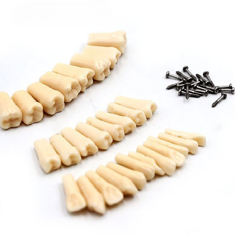 Dental Teeth Model for Dental Technician Practice Replacement Teeth Simulator US