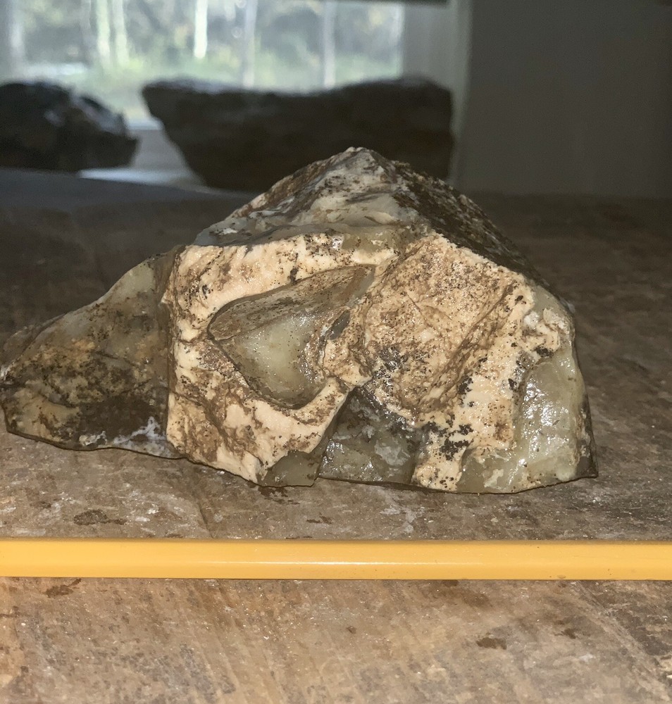 Fully Fossilized Opalized Petrified Wood with Dendrite Rough Specimen 1.2 oz