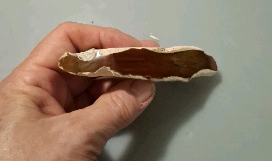 Fossilized Wood Polished