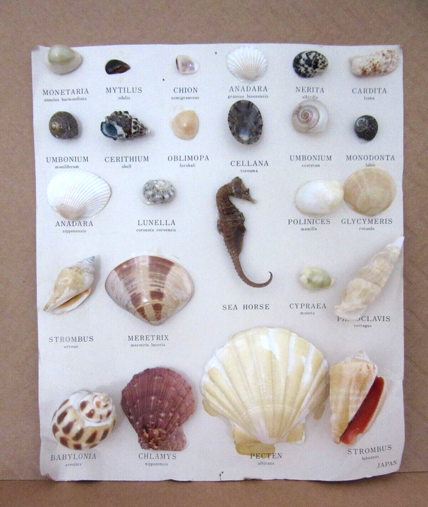 VINTAGE MARSCO SHELL COLLECTION ~ JAPAN