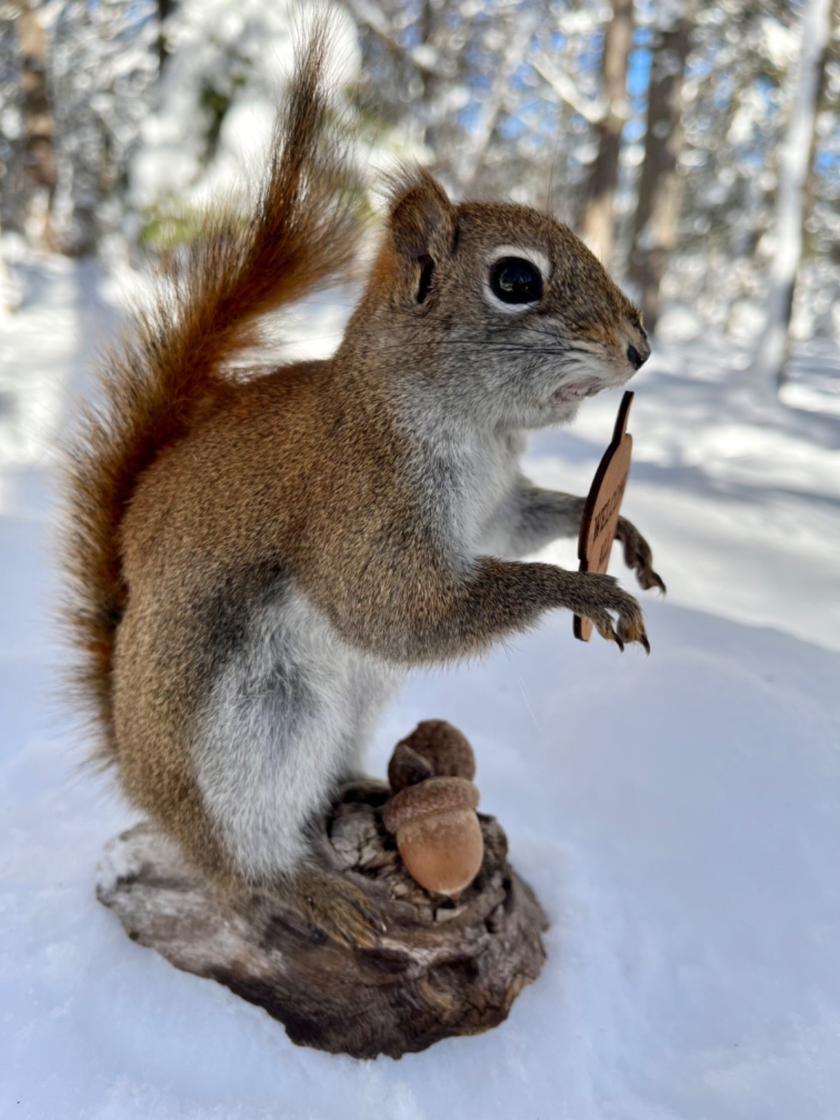 Red Squirrel Taxidermy, Squirrel Taxidermy, Pine Squirrel, Adirondacks, Gift!