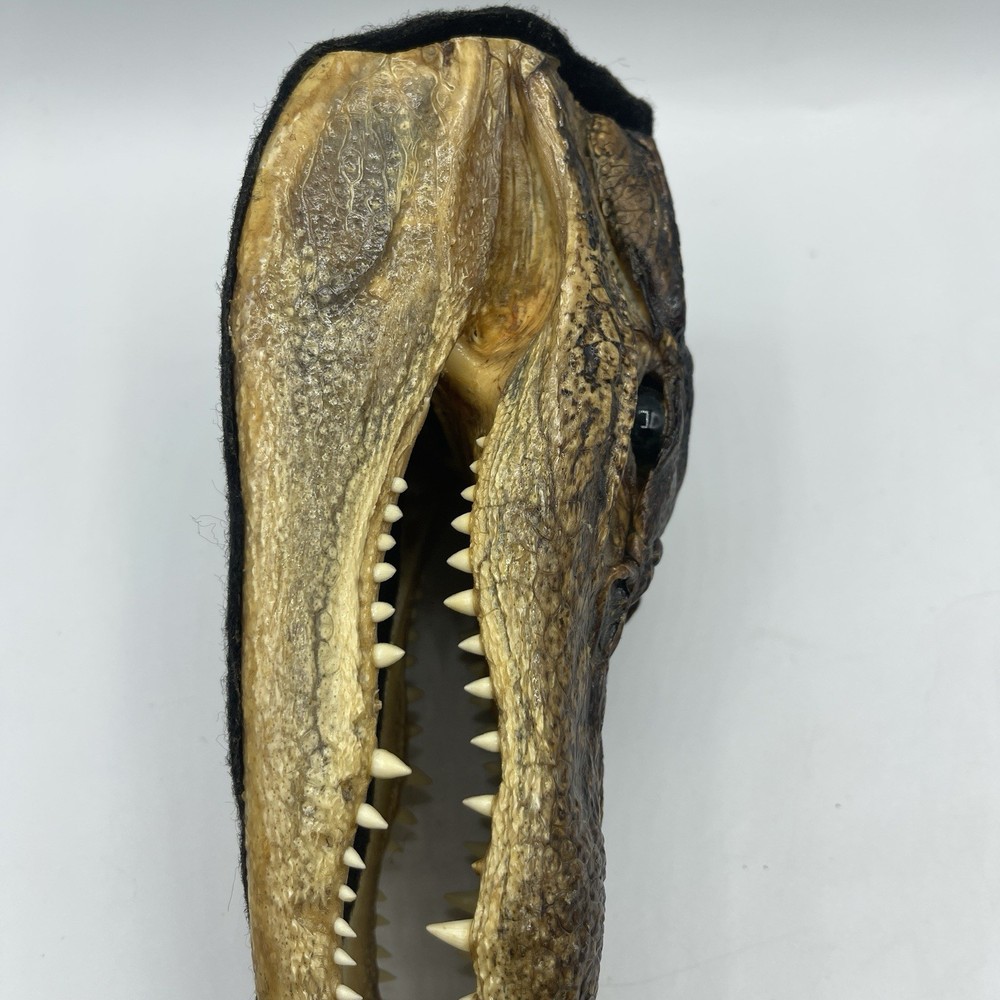 Alligators Vintage Taxidermized Head 7” Long