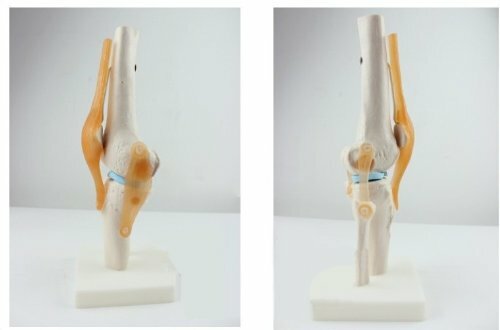 Human 1:1 Size Knee Joint Simulation Model Medical Anatomy Teaching Model
