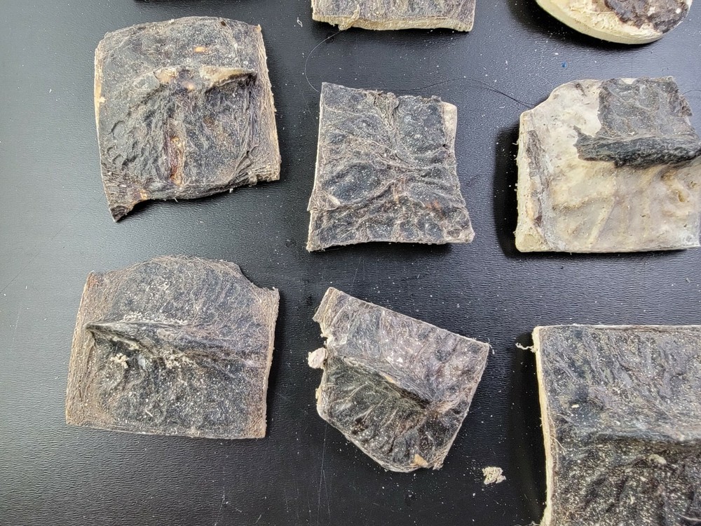 Gator ALLIGATOR BACK SCUTE bone bones BONY skutes croc weird OSTEODERMS unclean