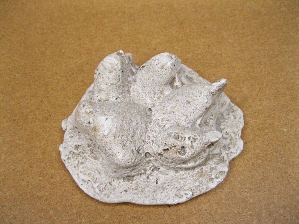 Mountain Lion Paw Track Plaster Cast