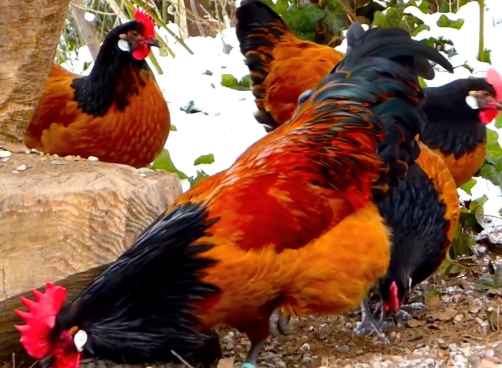 6 NPIP/AI CLEAN GERMAN VORWERK HATCHING EGGS